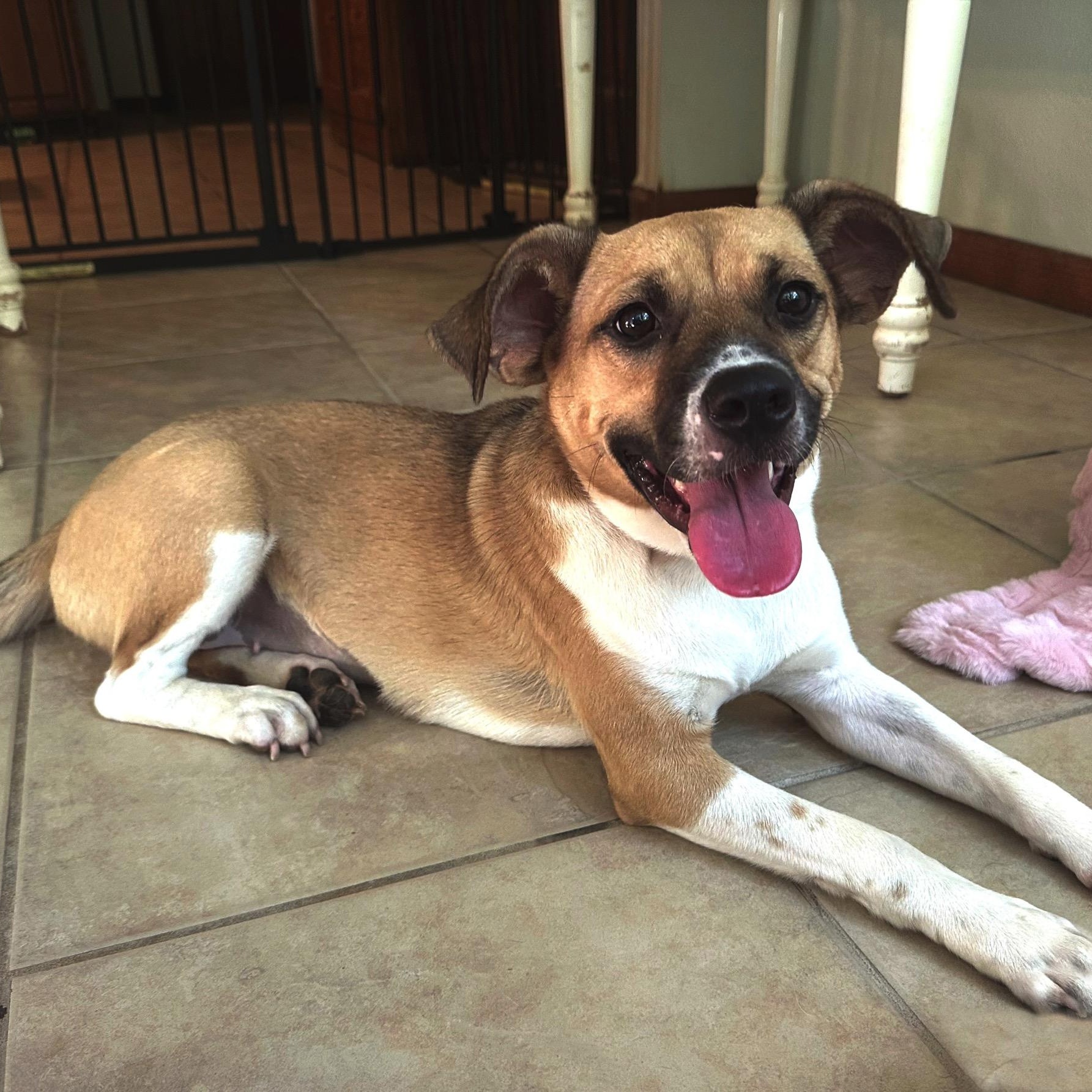 Dixie, a Adoptable mixed breed in High Ridge, MO image 2/5