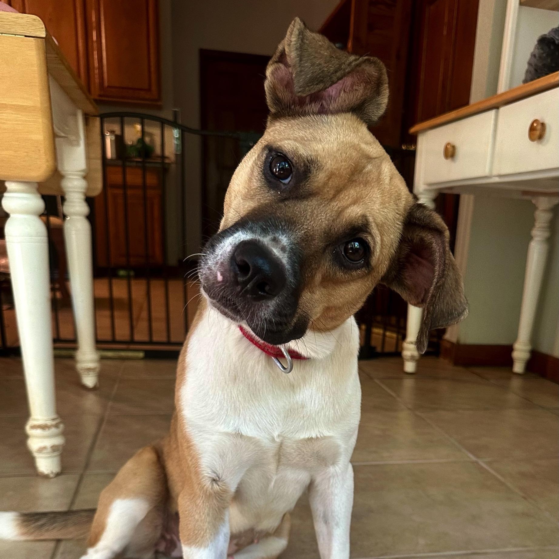 Dixie, a Adoptable mixed breed in High Ridge, MO image 3/5