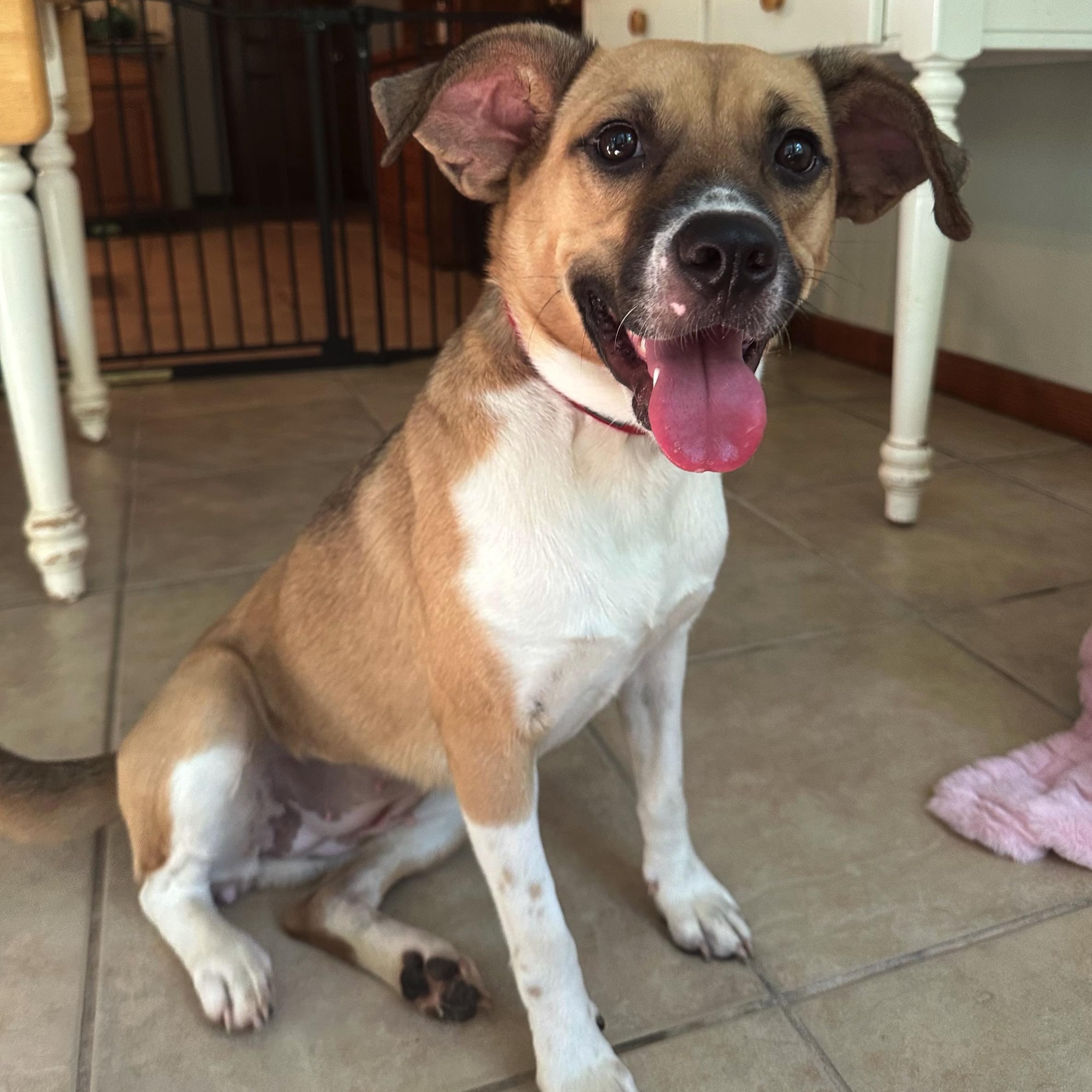 Dixie, a Adoptable mixed breed in High Ridge, MO image 4/5