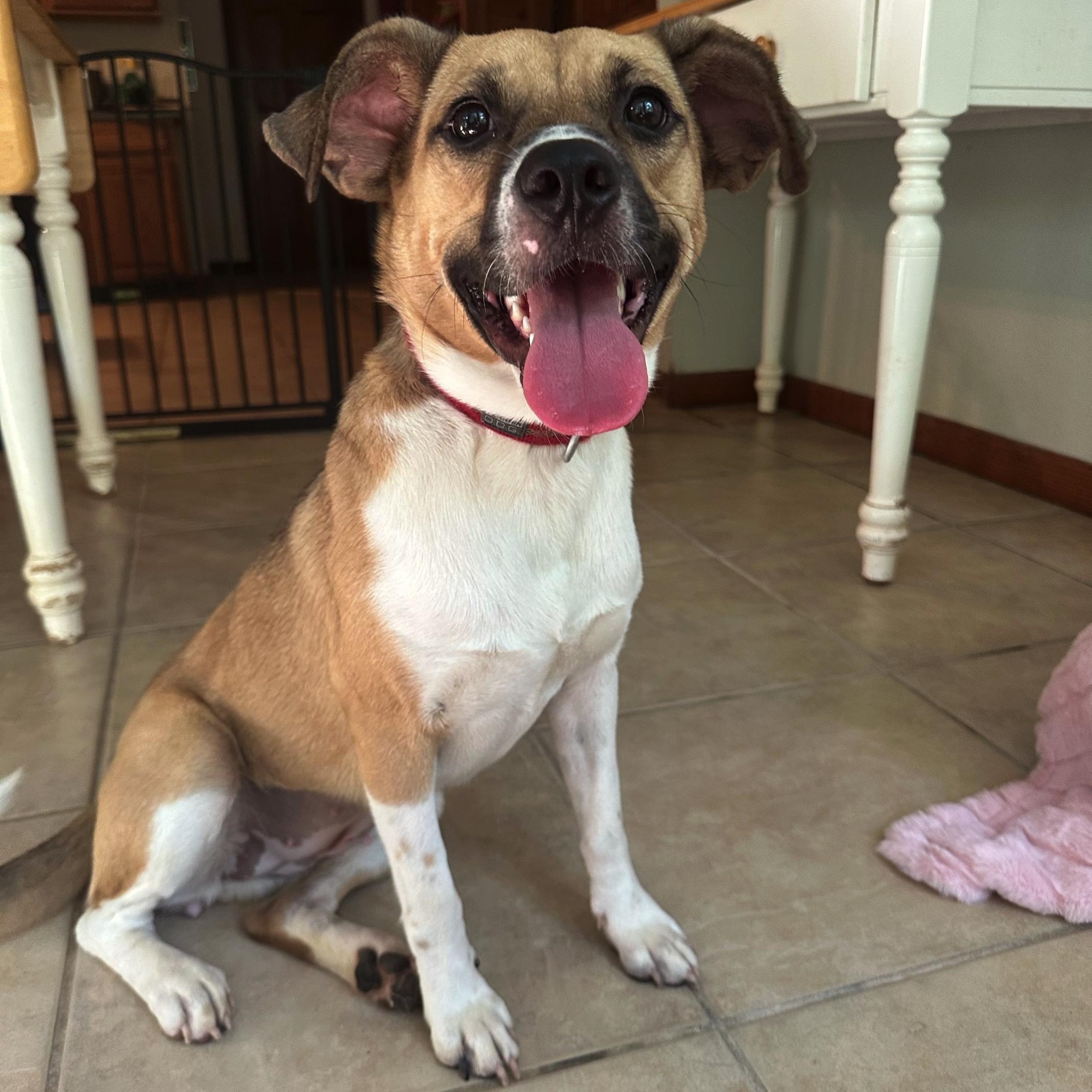 Dixie, a Adoptable mixed breed in High Ridge, MO image 5/5