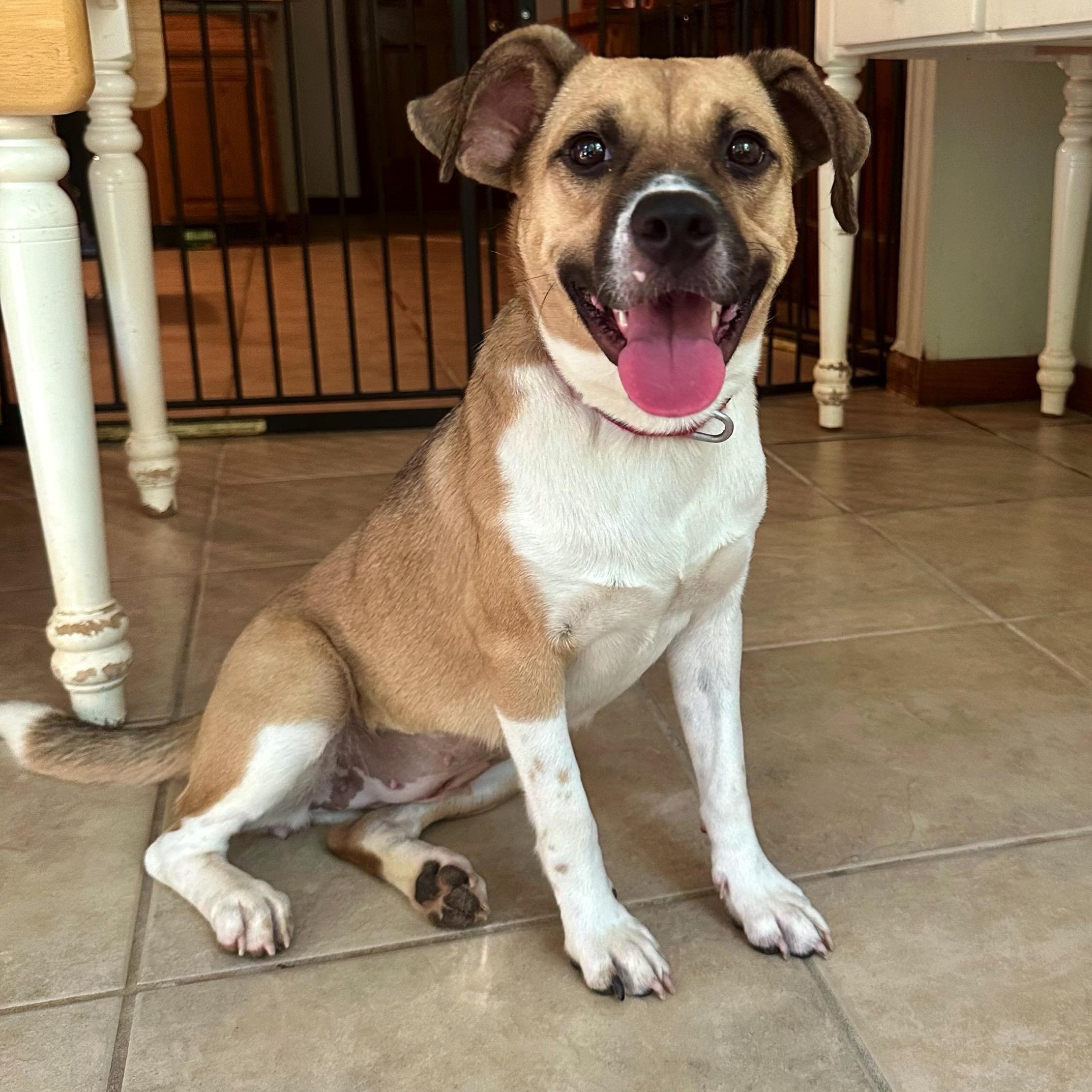 Dixie, a Adoptable mixed breed in High Ridge, MO image 1/5