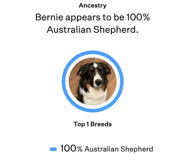 Enlarge BERNIE, a ADOPTABLE Australian Shepherd in Sanford, NC image 6/6