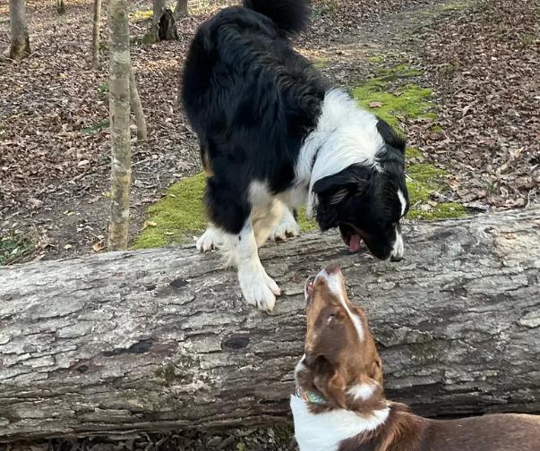 Enlarge BERNIE, a ADOPTABLE Australian Shepherd in Sanford, NC image 3/6