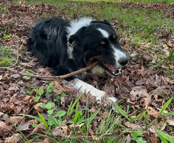 Enlarge BERNIE, a ADOPTABLE Australian Shepherd in Sanford, NC image 4/6