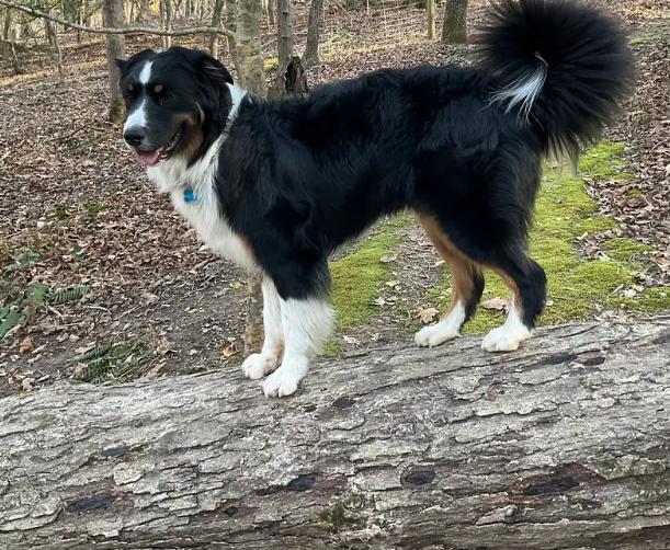 BERNIE, ADOPTABLE, Young Female Australian Shepherd.