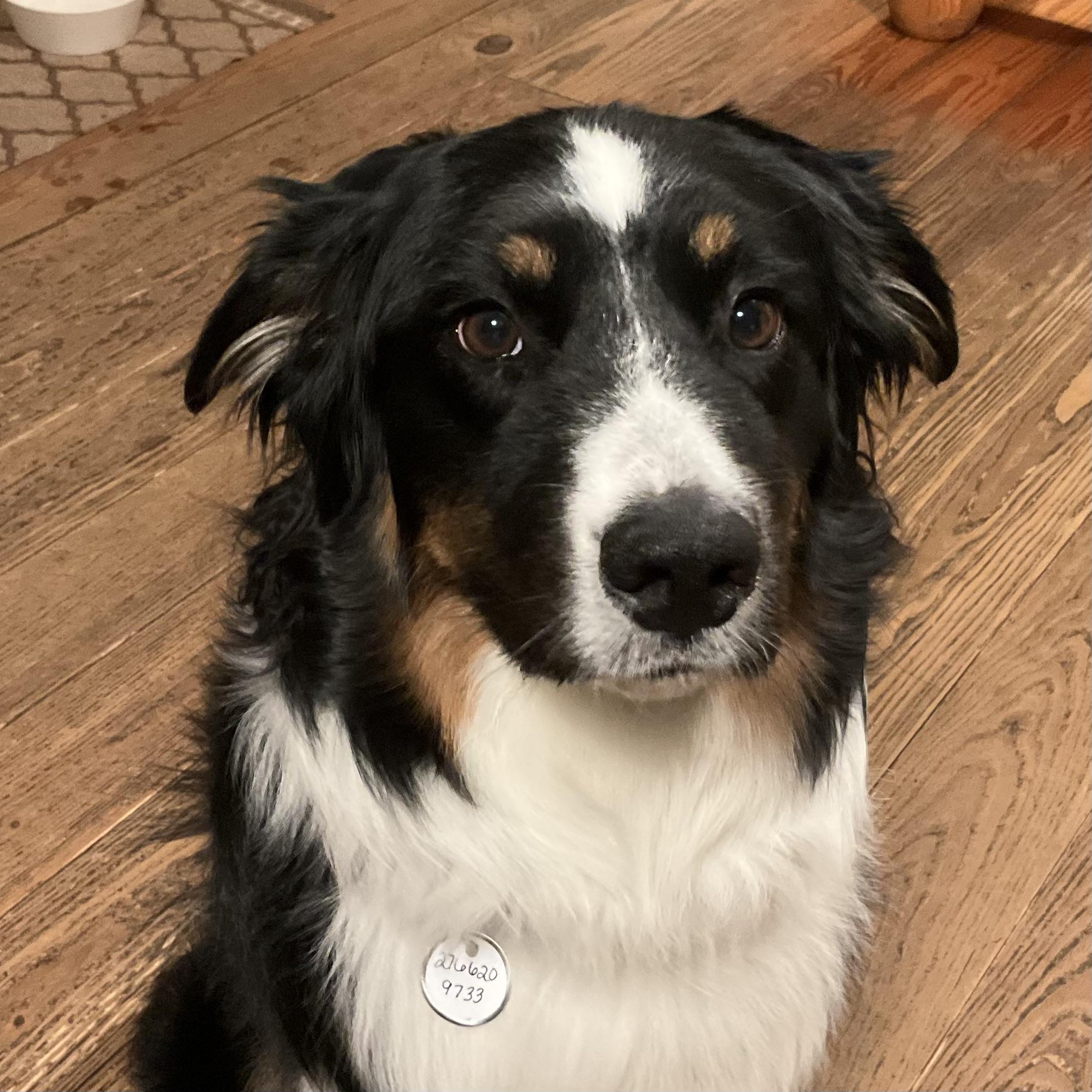 Enlarge BERNIE, a ADOPTABLE Australian Shepherd in Sanford, NC image 2/6