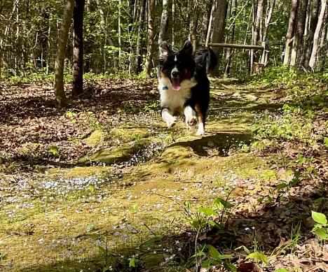 Enlarge BERNIE, a ADOPTABLE Australian Shepherd in Sanford, NC image 5/6
