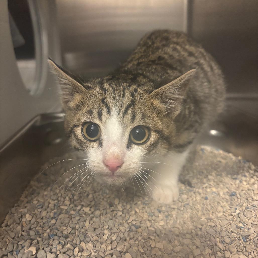 Enlarge Barn Cat, a Adoptable Domestic Short Hair in Council Bluffs, IA image 1/1