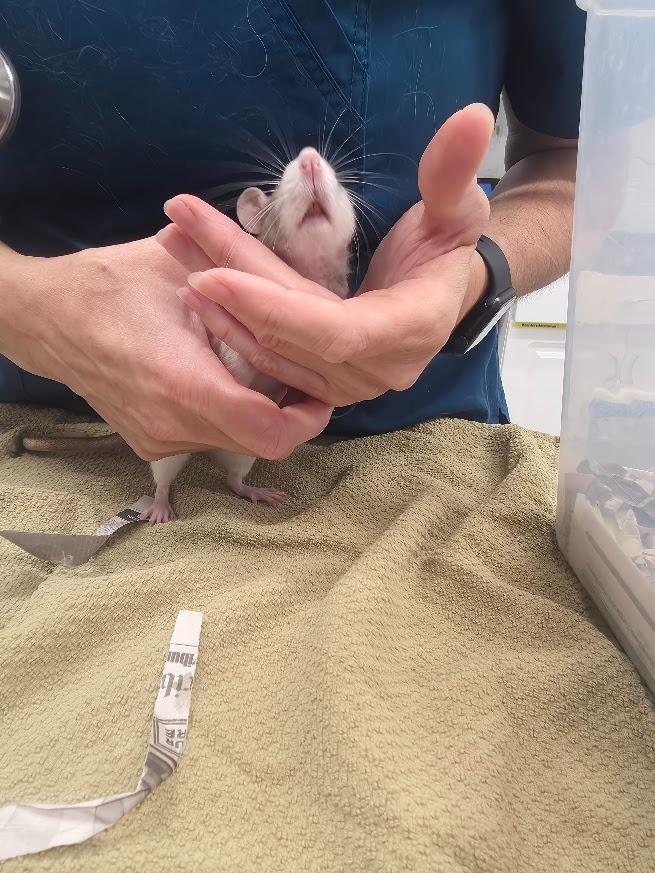 Cady, Adoptable, Young Female Rat.