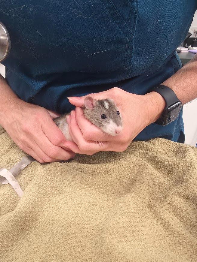 Enlarge Cady, a Adoptable Rat in CRYSTAL LAKE, IL image 2/4