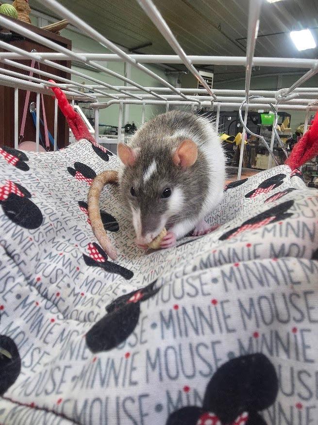 Enlarge Cady, a Adoptable Rat in CRYSTAL LAKE, IL image 3/4