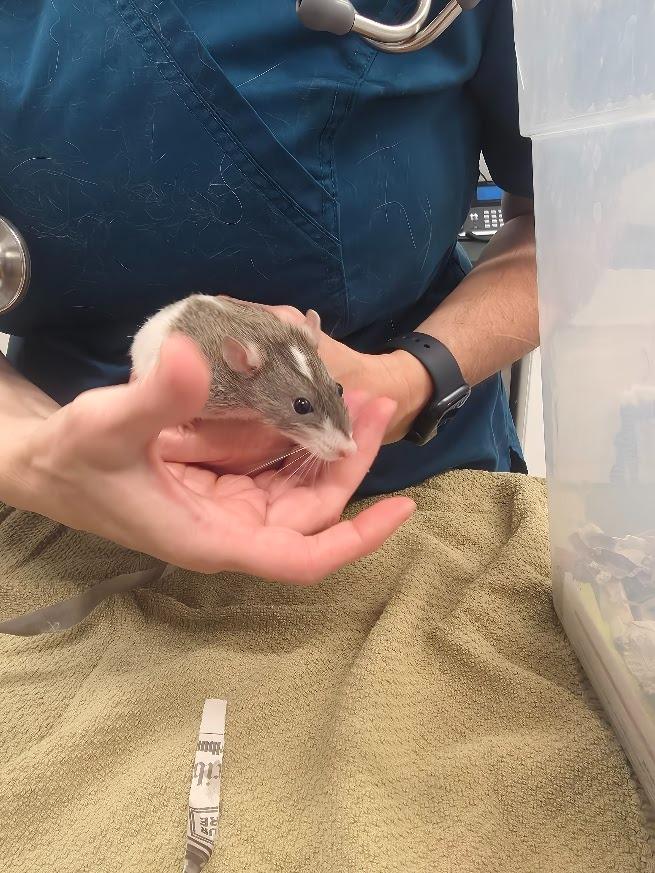 Enlarge Cady, a Adoptable Rat in CRYSTAL LAKE, IL image 4/4