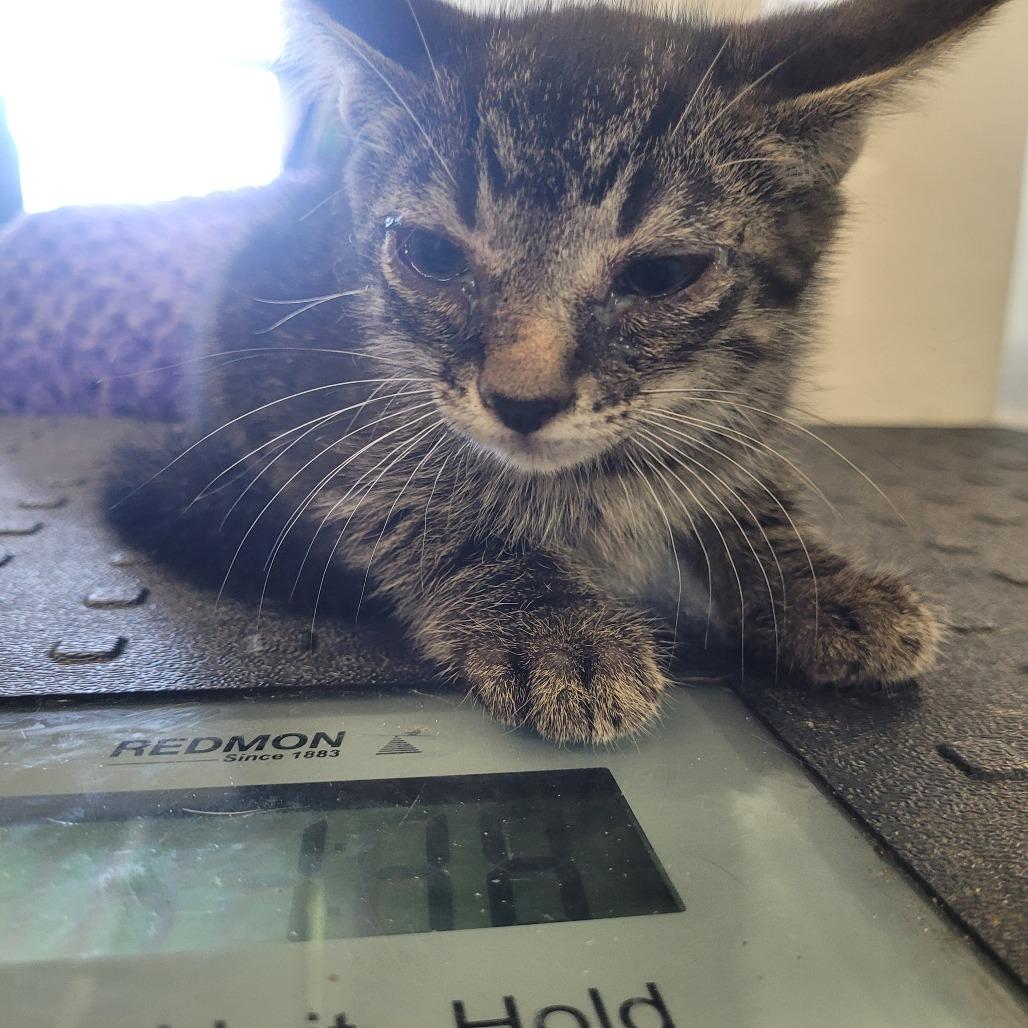 Drew, Adoptable, Kitten Male Domestic Short Hair.