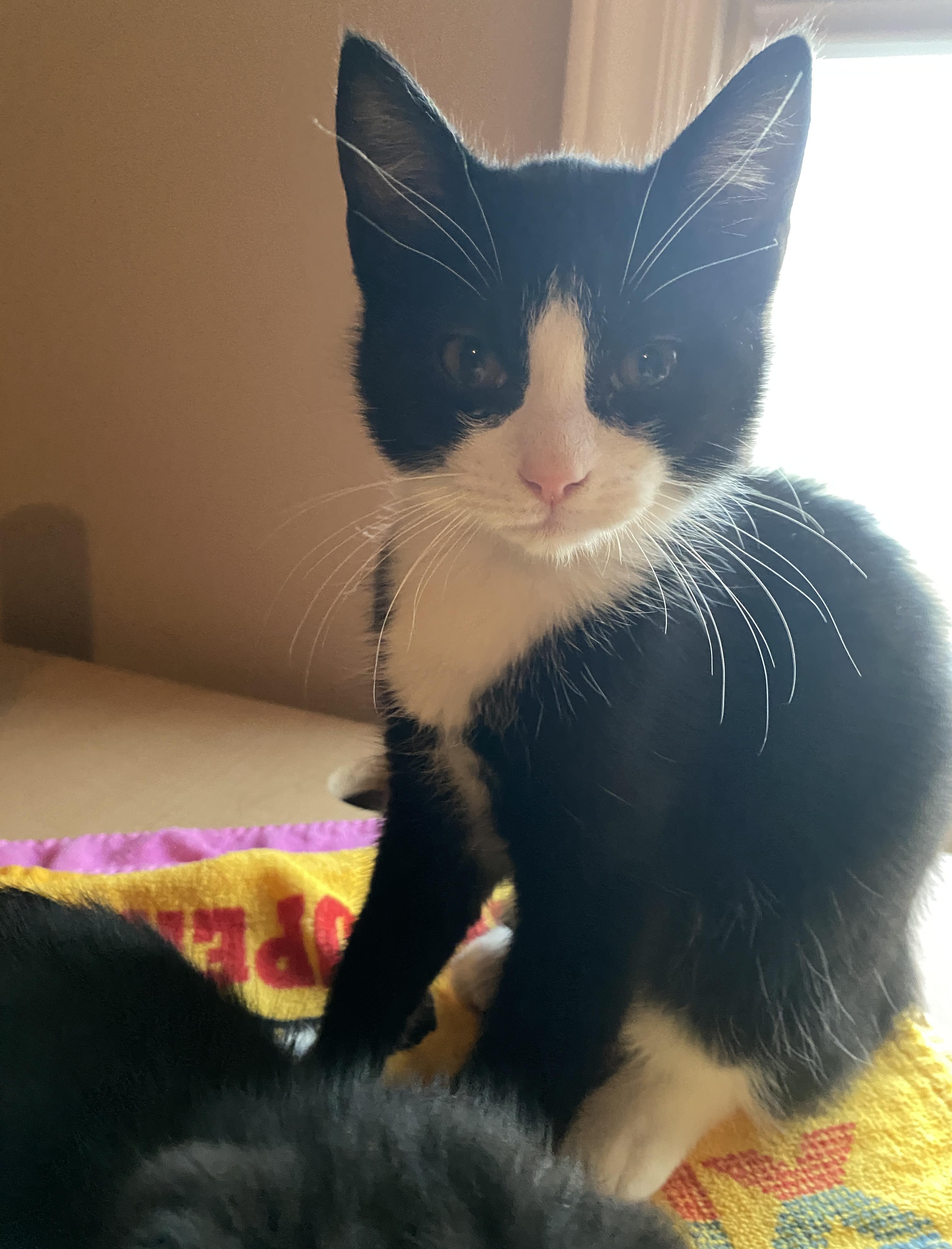 James, Adoptable, Kitten Male Domestic Medium Hair.