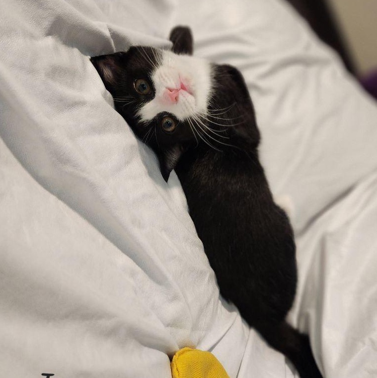 James, Adoptable, Kitten Male Domestic Medium Hair.