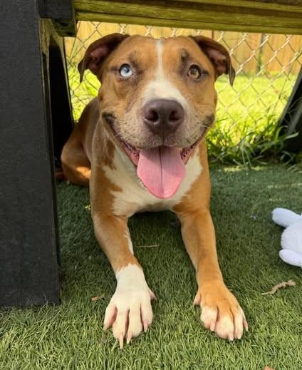 BLUE, Adoptable, Young Female Mixed Breed.