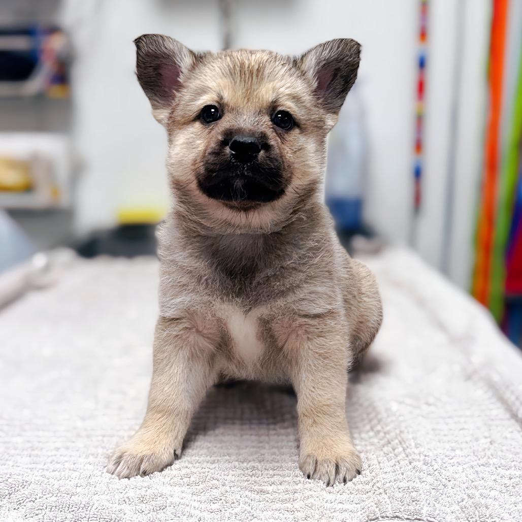 Ginseng Root — thumbnail 2