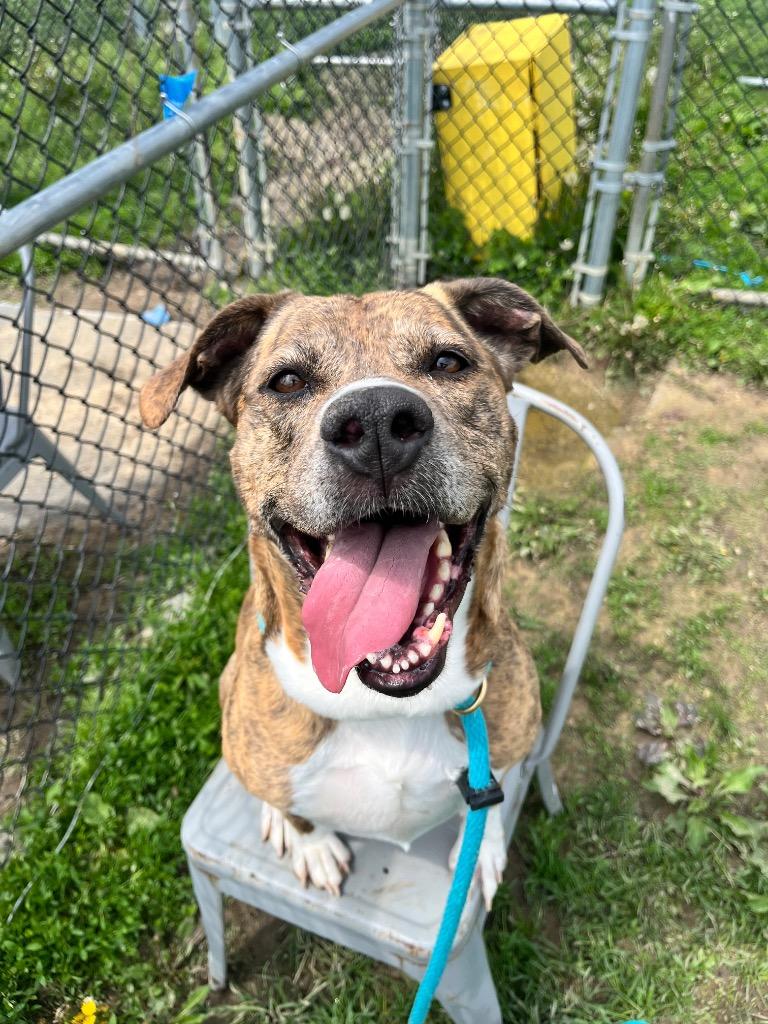 Diamond, Adoptable, Adult Female Mixed Breed.