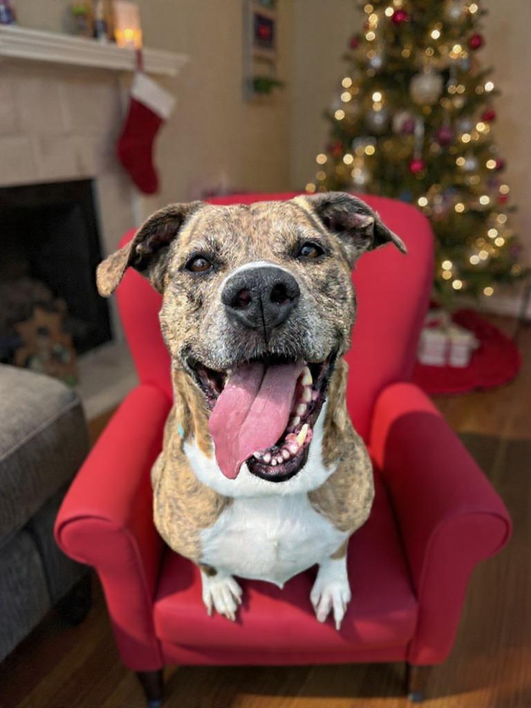 Enlarge Diamond, a Adoptable Mixed Breed in New Manchester, WV image 4/6