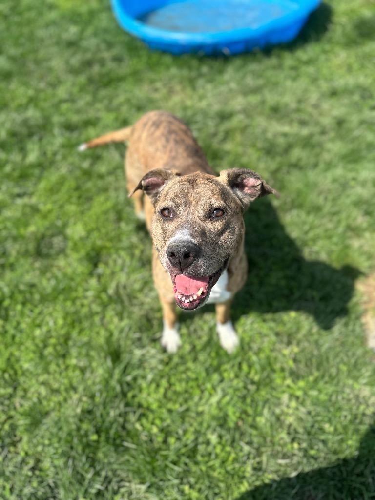 Enlarge Diamond, a Adoptable Mixed Breed in New Manchester, WV image 6/6