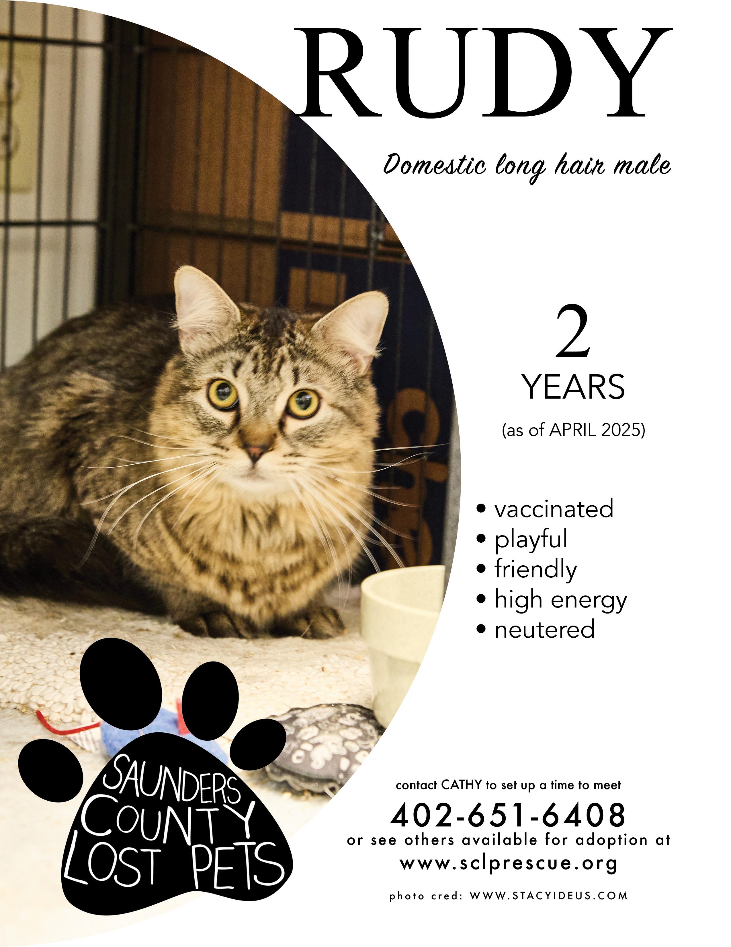 Enlarge Rudy, a Adoptable Maine Coon in Wahoo, NE image 1/1
