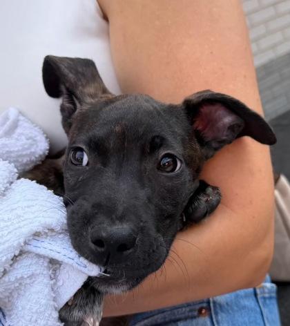 Tamara, Adoptable, Young Female Terrier & Mixed Breed.