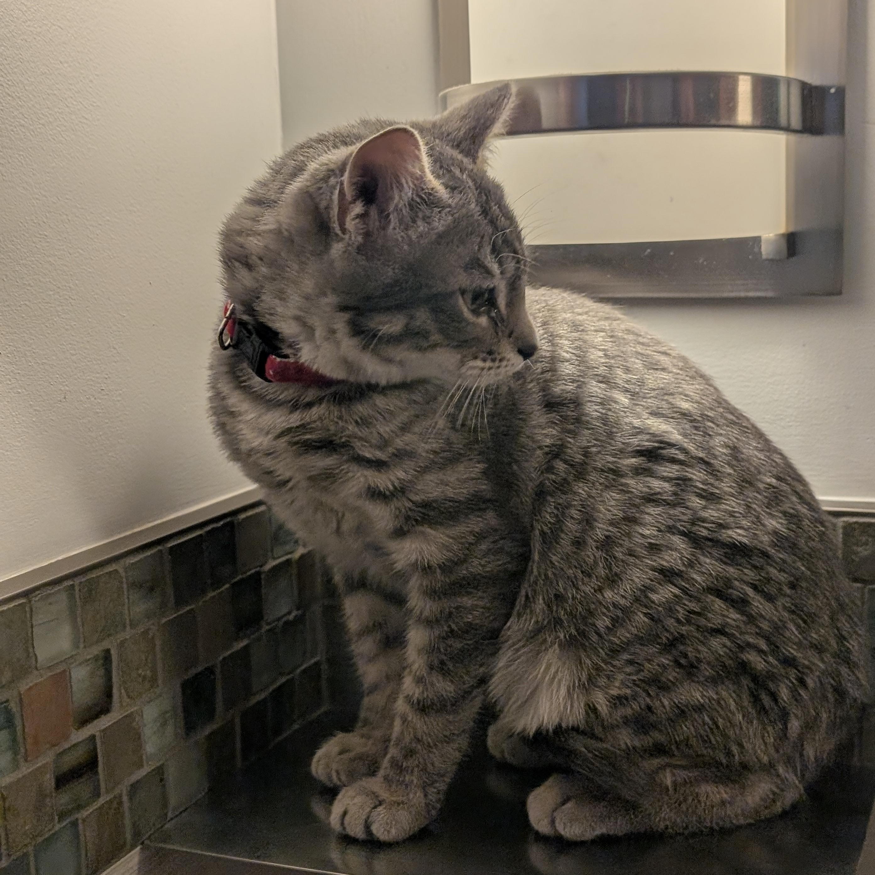 Enlarge Franklin, a ADOPTABLE Domestic Short Hair in Burlington, VT image 2/3