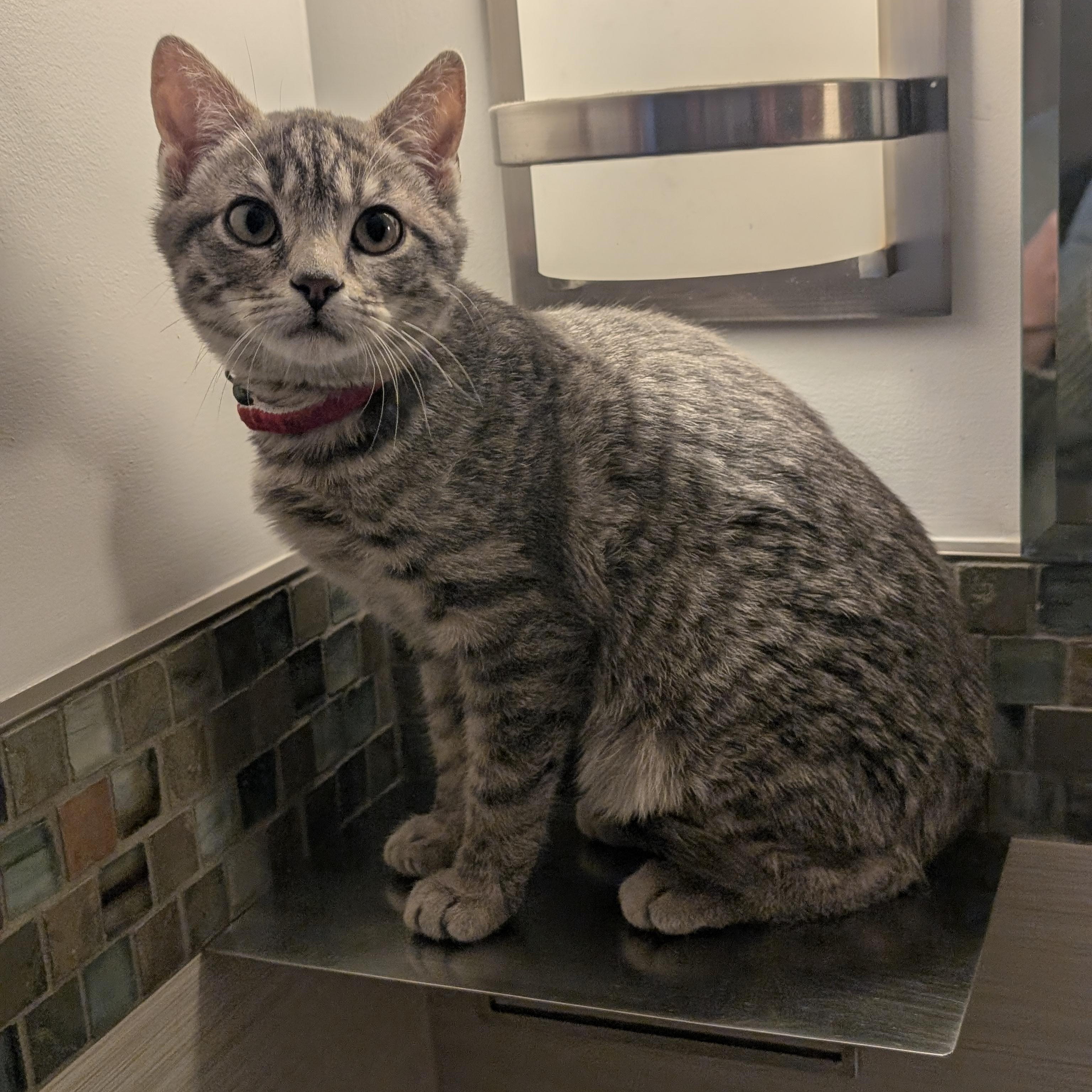 Enlarge Franklin, a ADOPTABLE Domestic Short Hair in Burlington, VT image 3/3