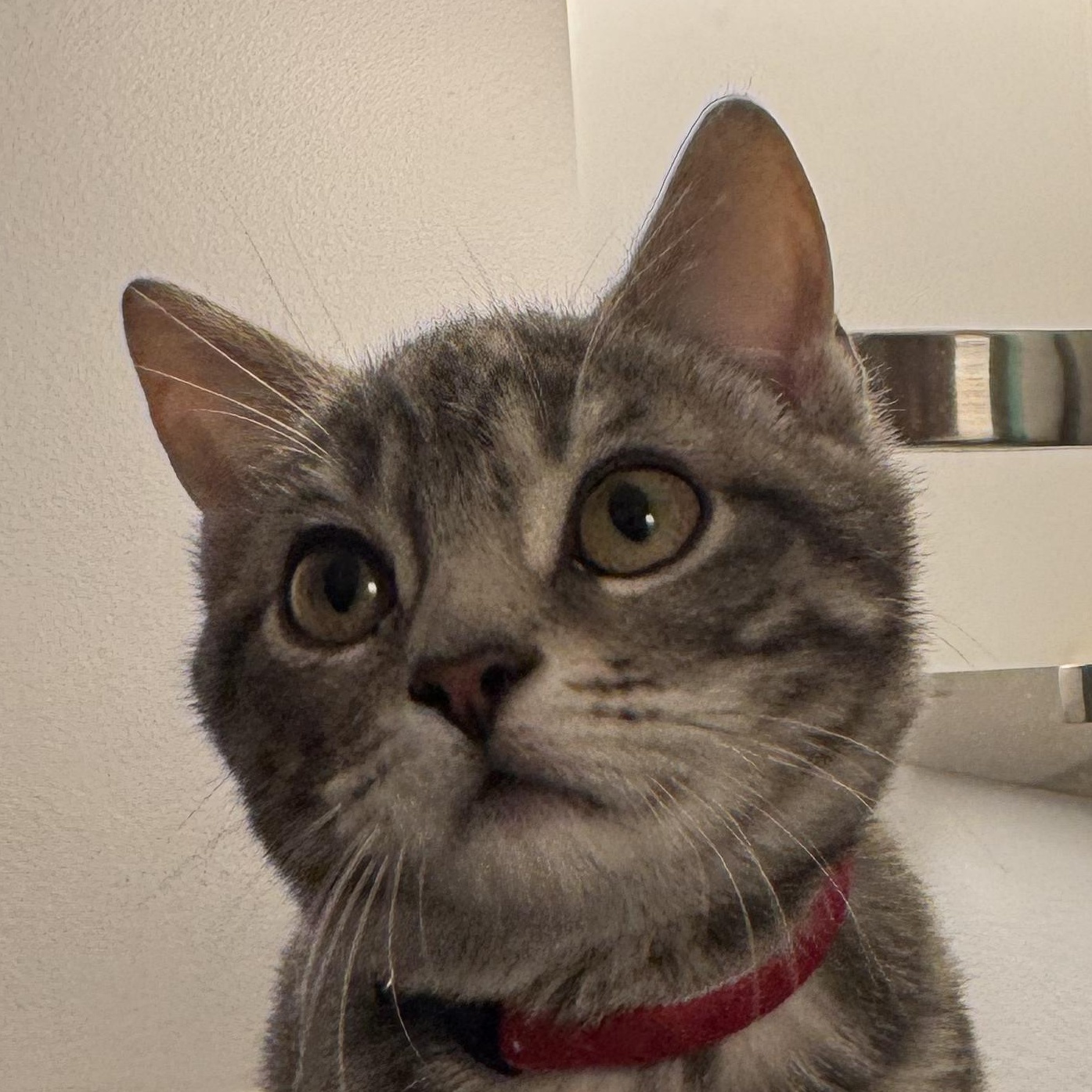 Enlarge Franklin, a ADOPTABLE Domestic Short Hair in Burlington, VT image 1/3