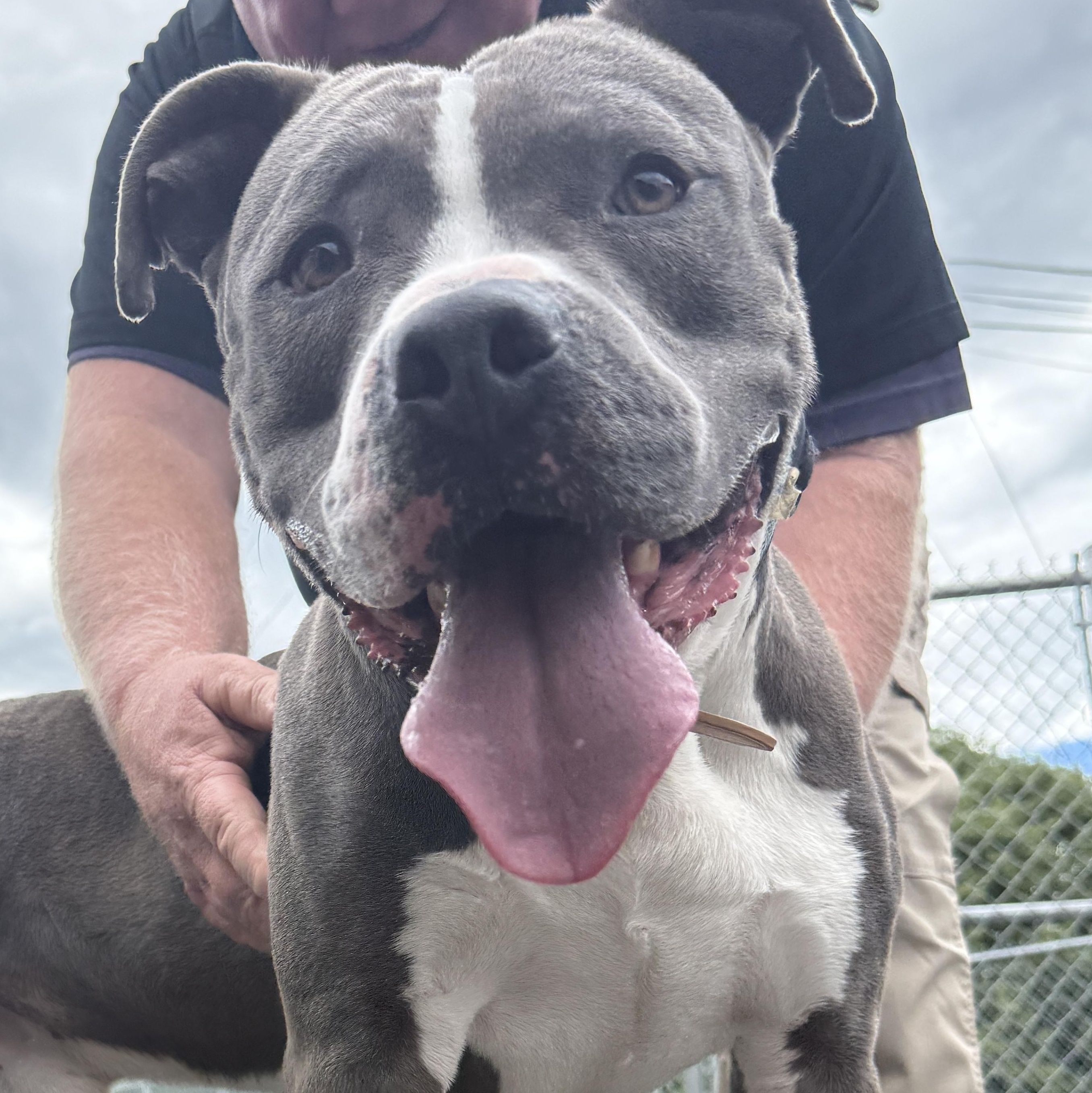 Enlarge Blue - Take My Lead Dog, a ADOPTABLE Pit Bull Terrier in Cranston, RI image 1/6