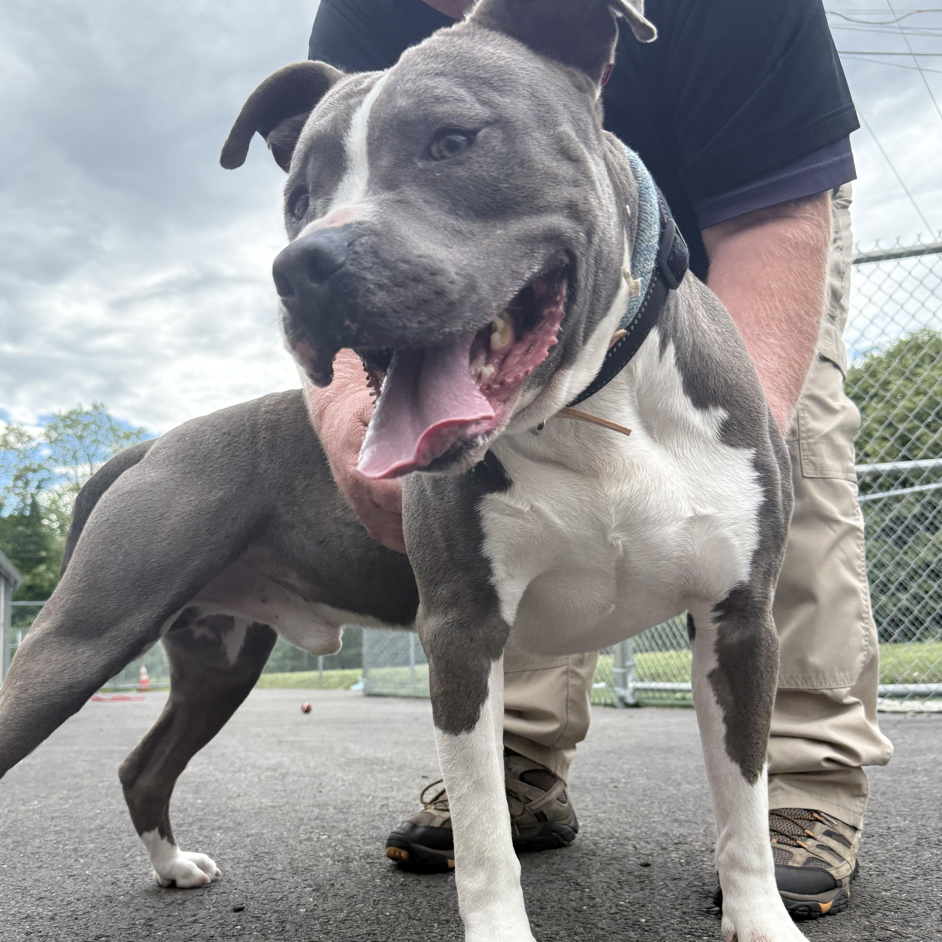 Enlarge Blue - Take My Lead Dog, a ADOPTABLE Pit Bull Terrier in Cranston, RI image 2/6