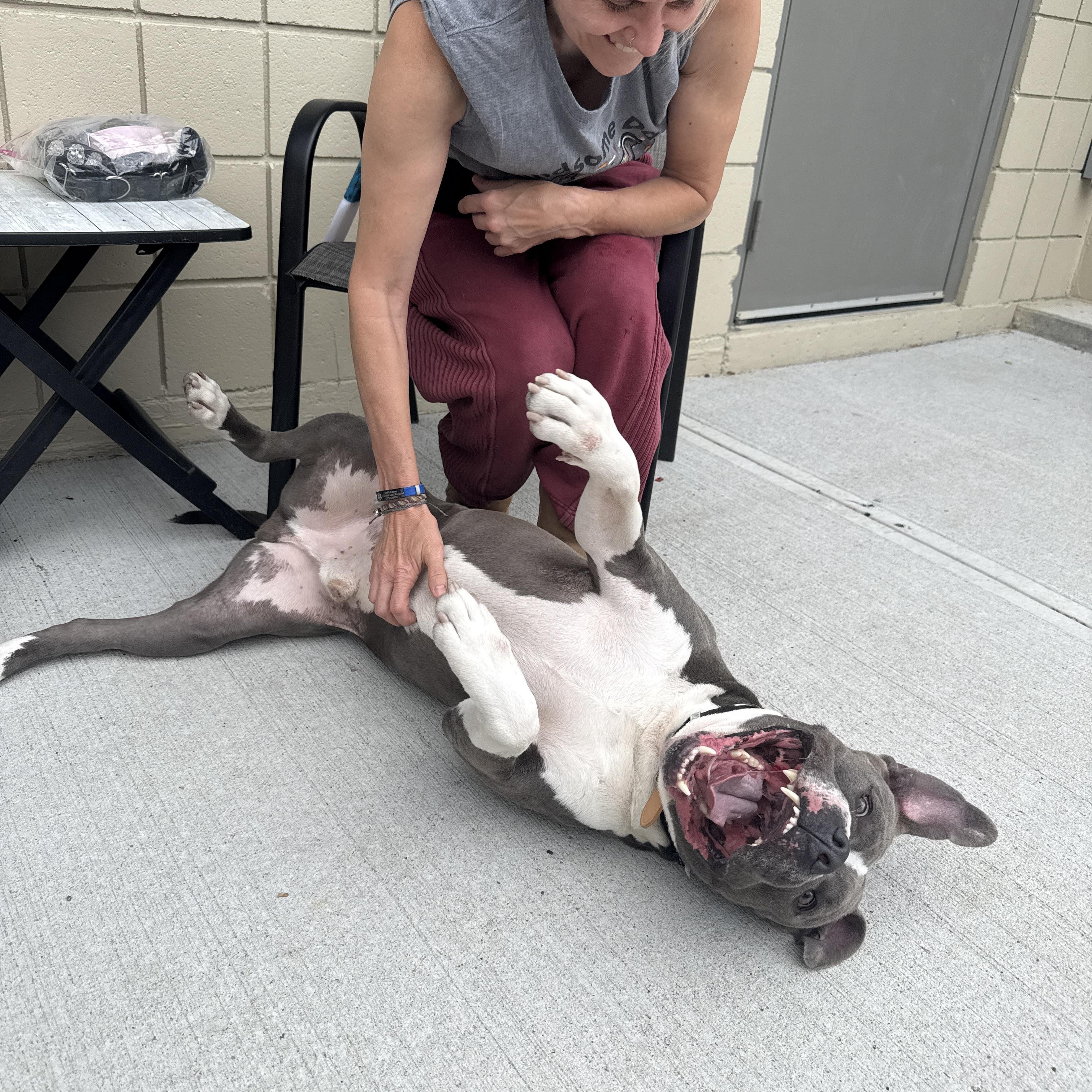 Enlarge Blue - Take My Lead Dog, a ADOPTABLE Pit Bull Terrier in Cranston, RI image 3/6