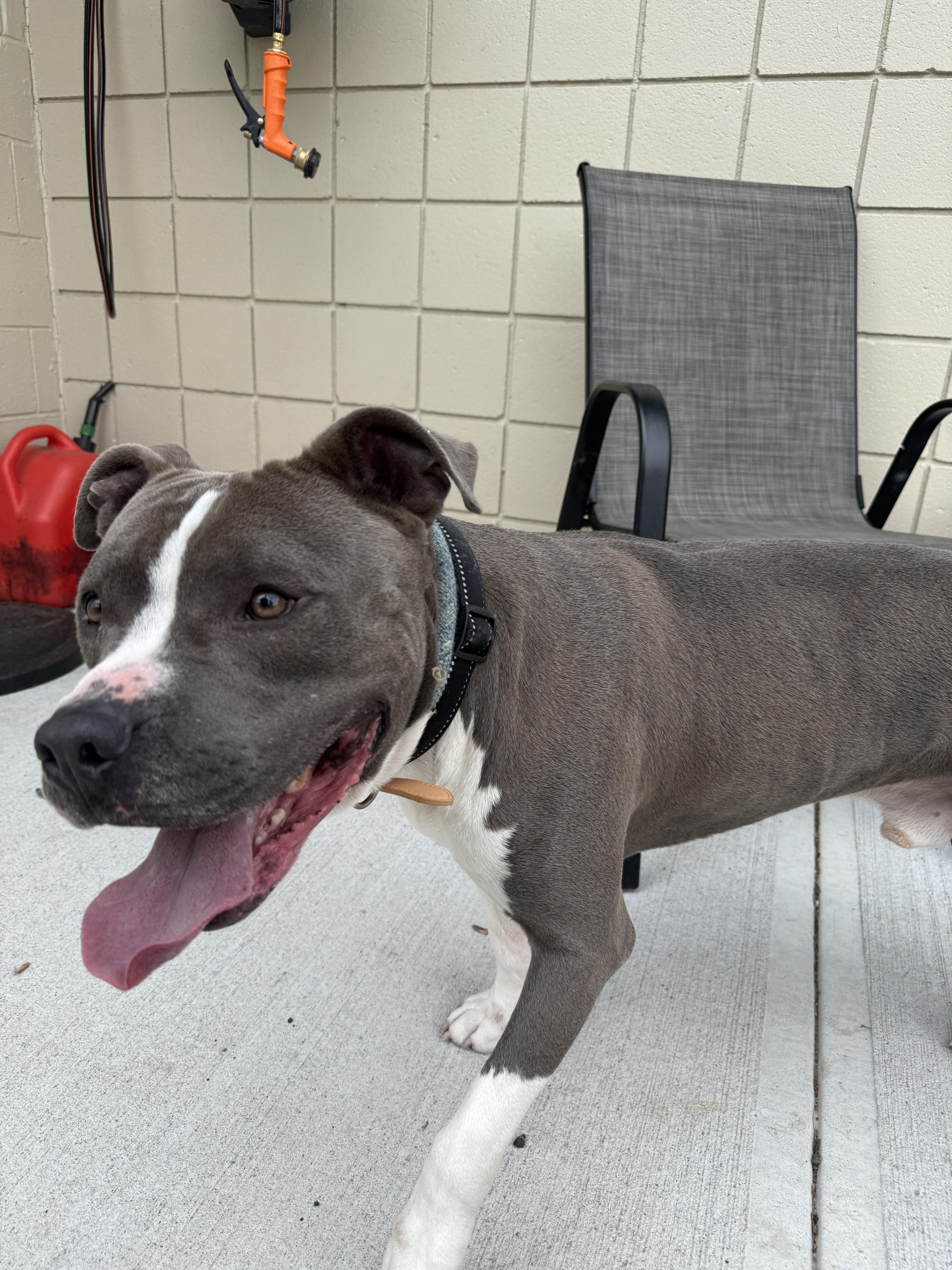 Enlarge Blue - Take My Lead Dog, a ADOPTABLE Pit Bull Terrier in Cranston, RI image 5/6