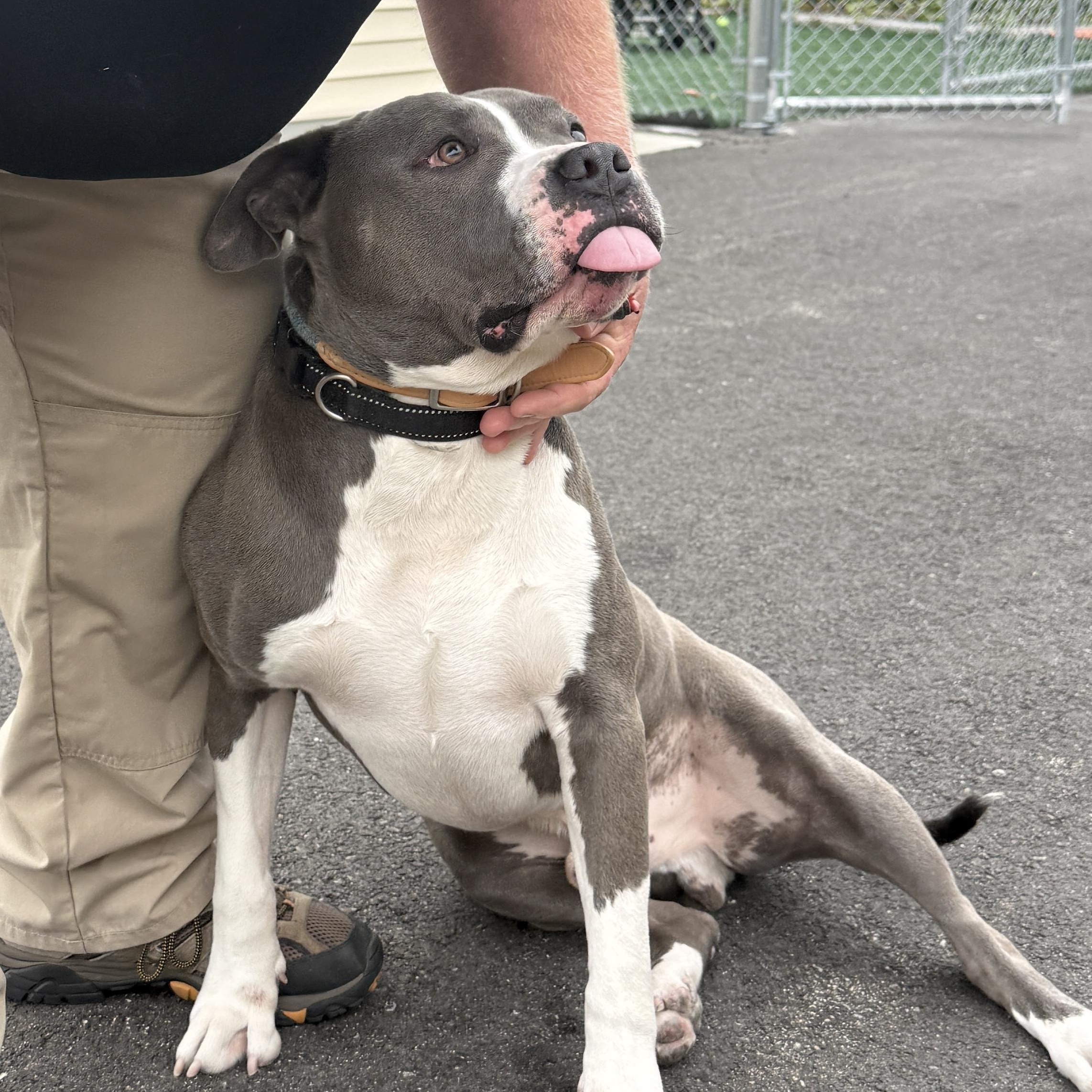 Enlarge Blue - Take My Lead Dog, a ADOPTABLE Pit Bull Terrier in Cranston, RI image 6/6