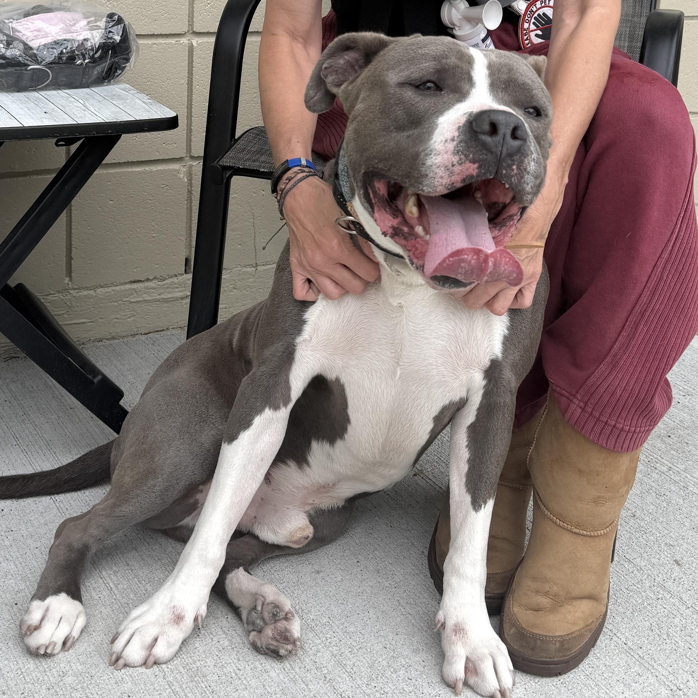 Enlarge Blue - Take My Lead Dog, a ADOPTABLE Pit Bull Terrier in Cranston, RI image 4/6