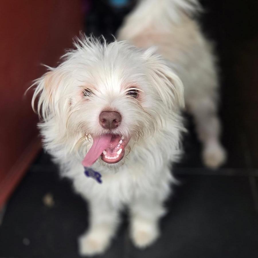 Enlarge Falcour, a Adoptable Coton de Tulear in Pacifica, CA image 1/2