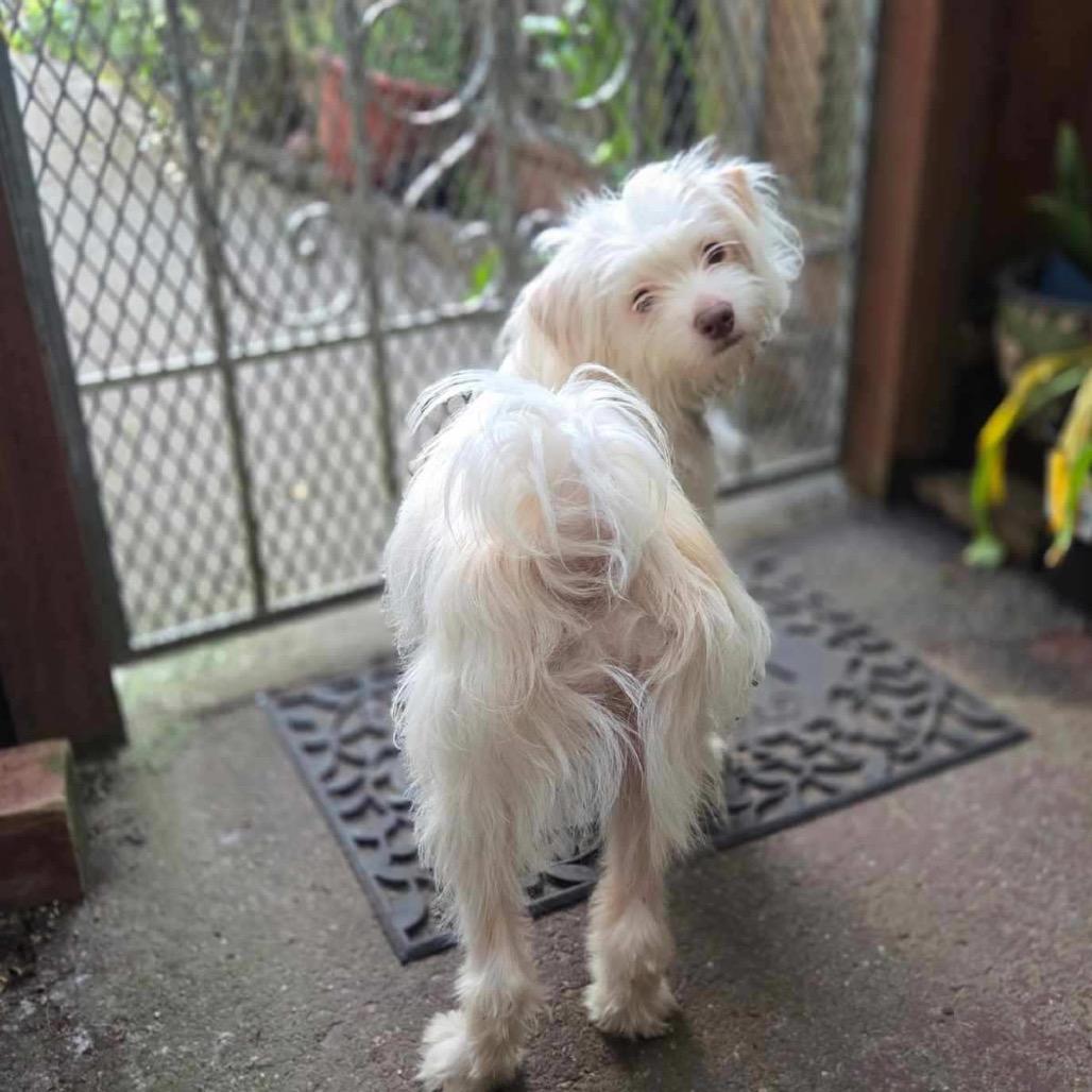 Enlarge Falcour, a Adoptable Coton de Tulear in Pacifica, CA image 2/2