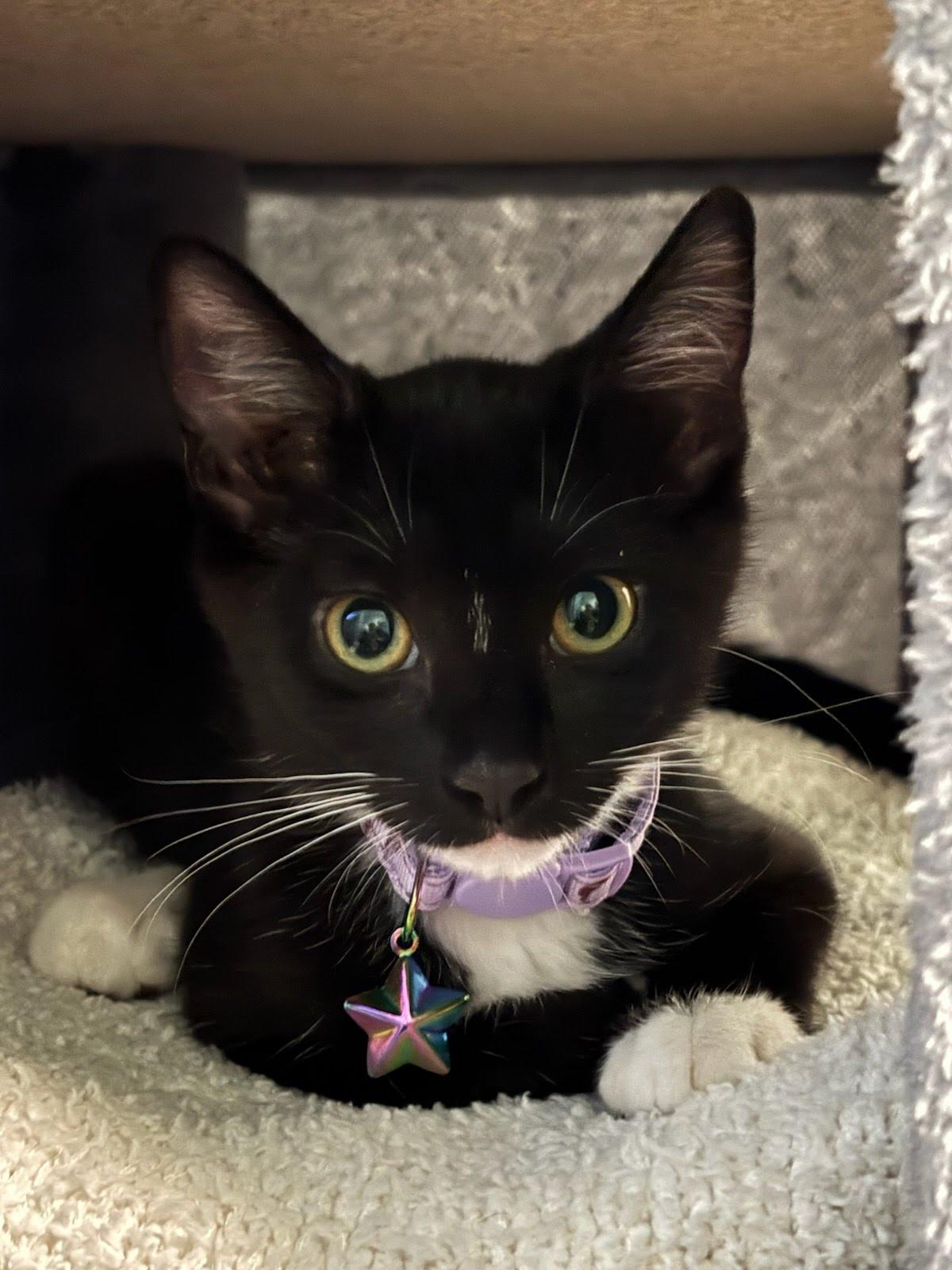 Hermione, Adoptable, Kitten Female Domestic Short Hair.