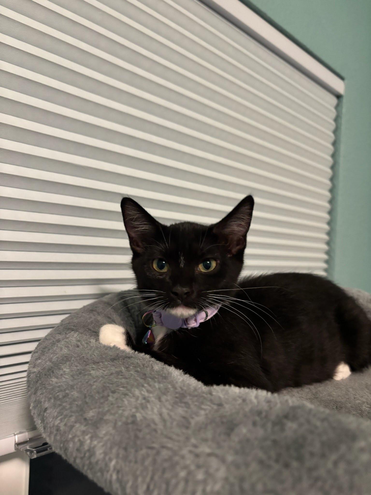 Enlarge Hermione, a Adoptable Domestic Short Hair in Sacramento, CA image 2/2
