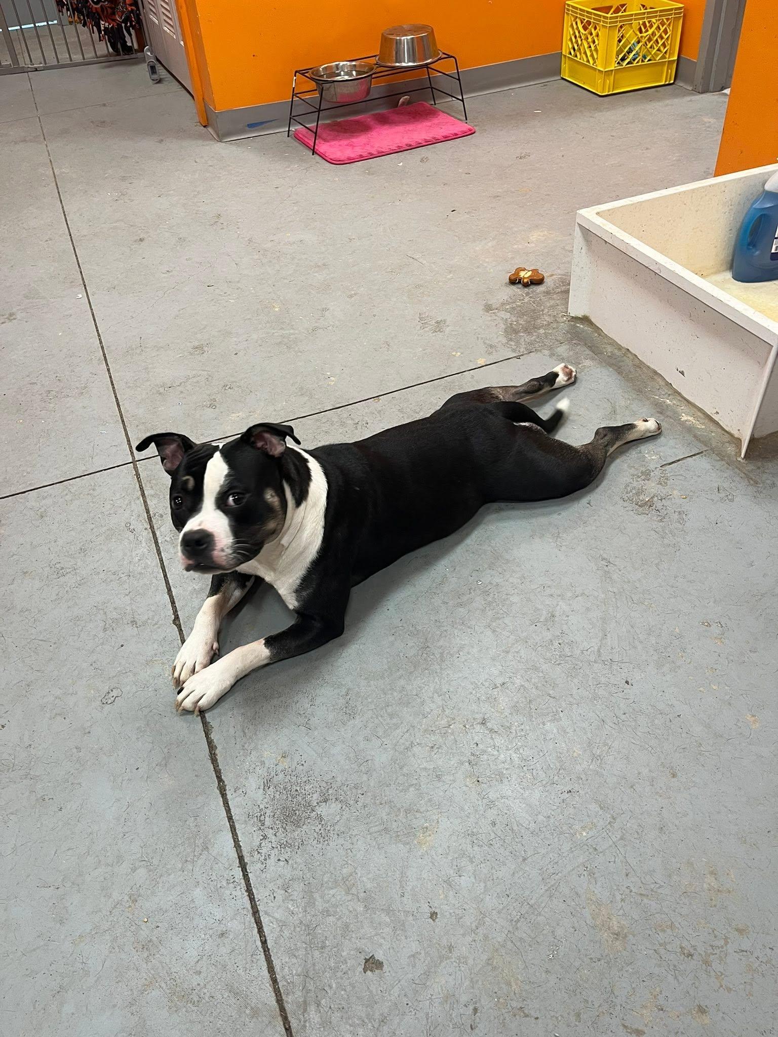 Parmasian, a ADOPTABLE mixed breed in Lincoln Park, MI image 2/4