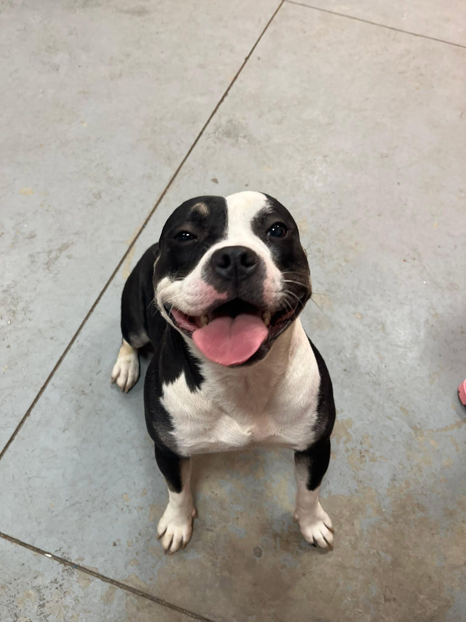 Parmasian, a ADOPTABLE mixed breed in Lincoln Park, MI image 4/4