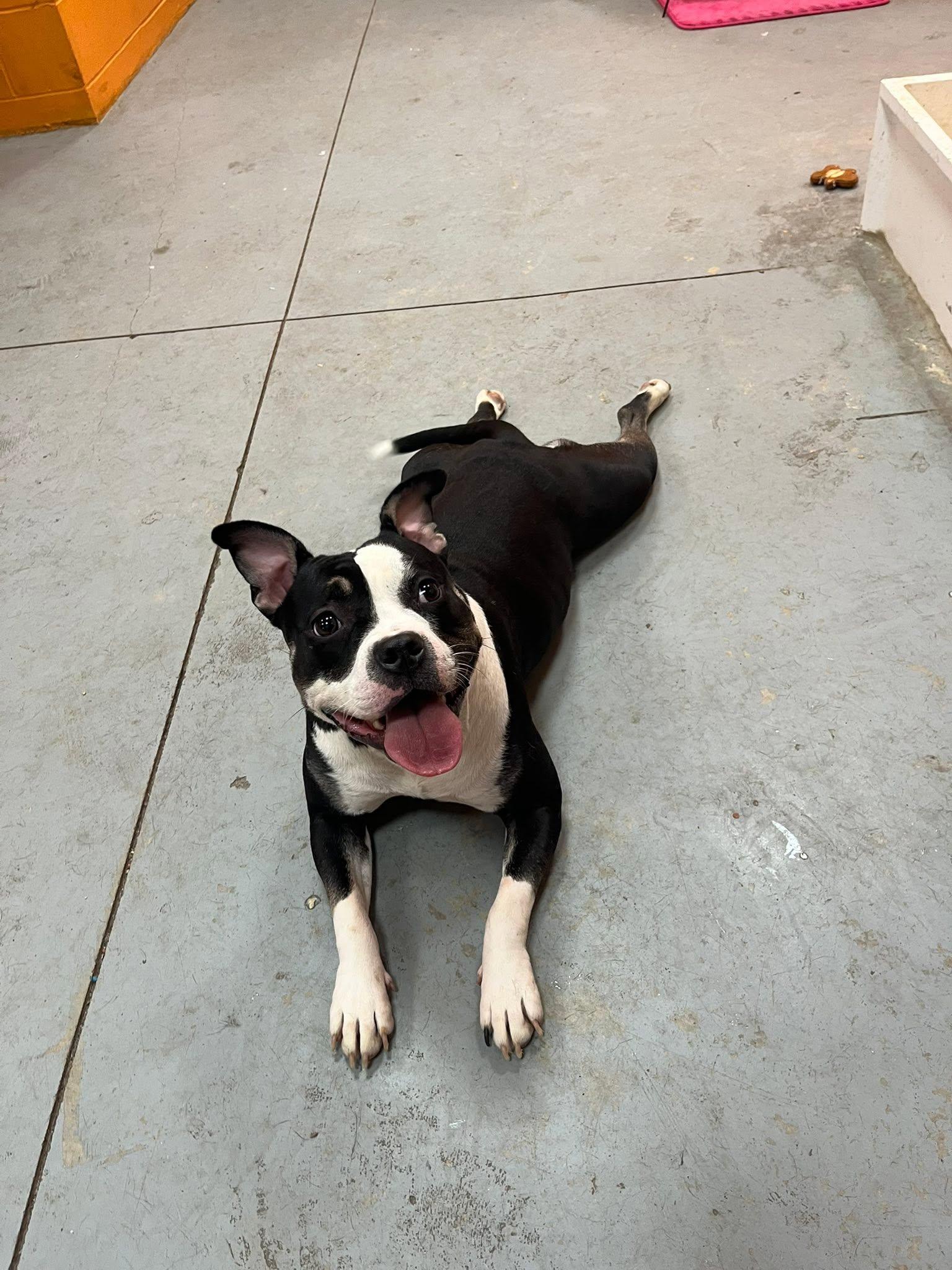 Parmasian, a ADOPTABLE mixed breed in Lincoln Park, MI image 1/4