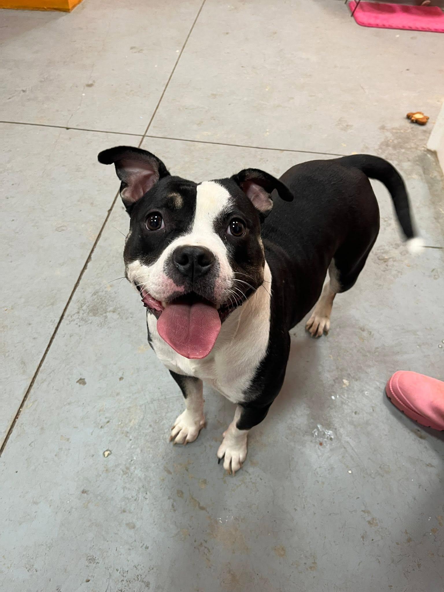 Parmasian, a ADOPTABLE mixed breed in Lincoln Park, MI image 3/4