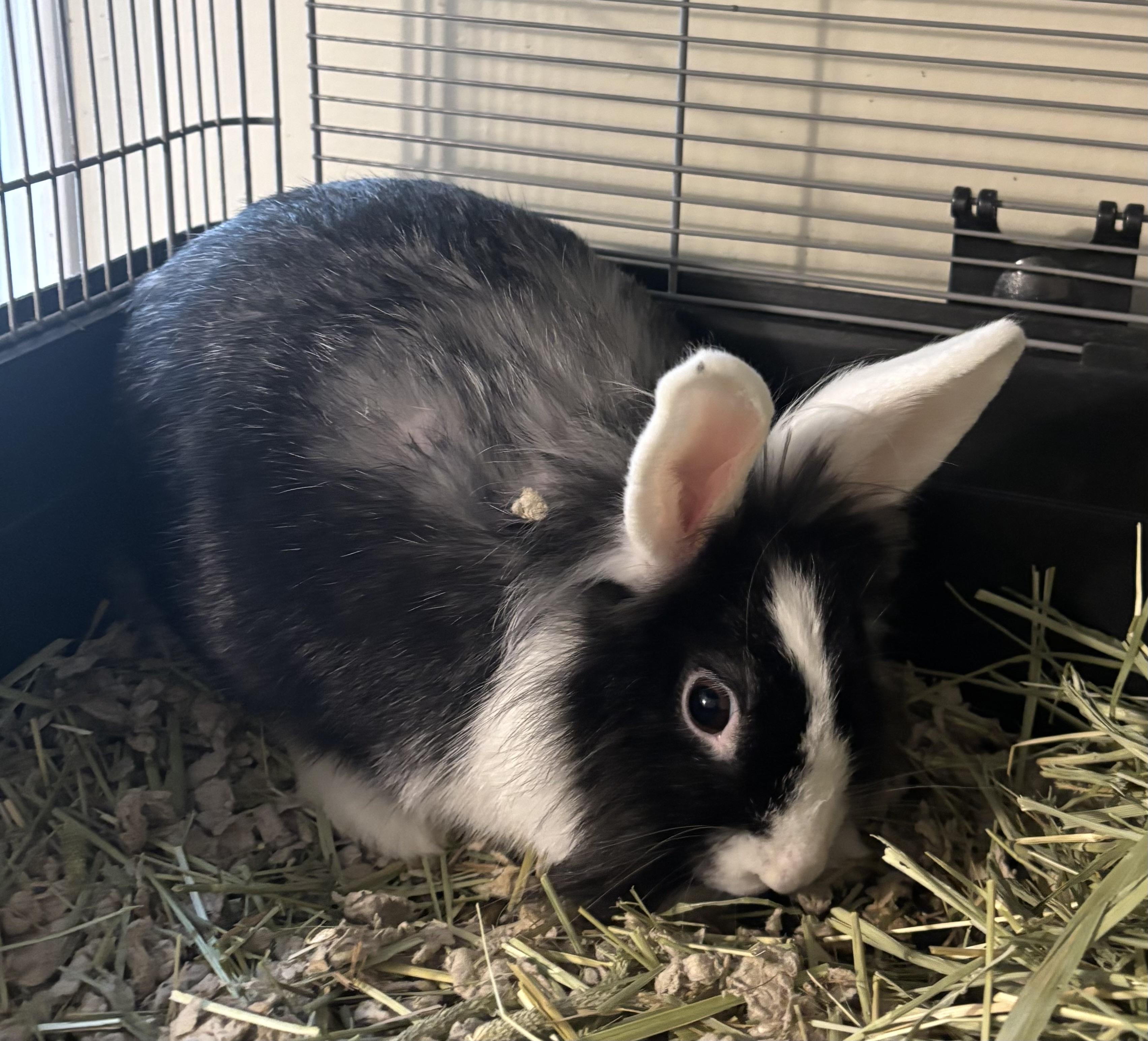 Maleficent, Adoptable, Baby Female Lionhead.