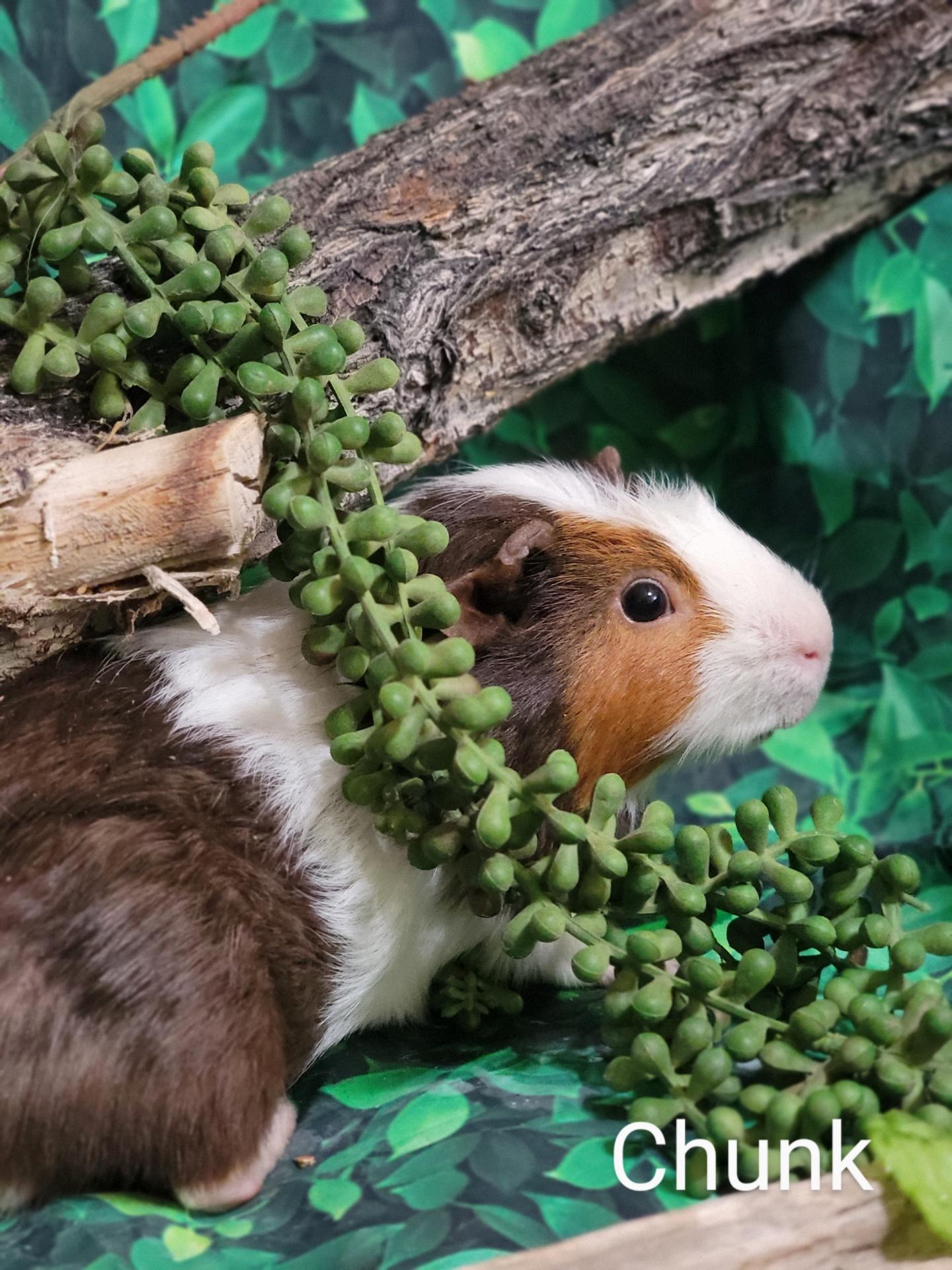 Chunk, a Adoptable Guinea Pig in Washoe Valley, NV image 2/2