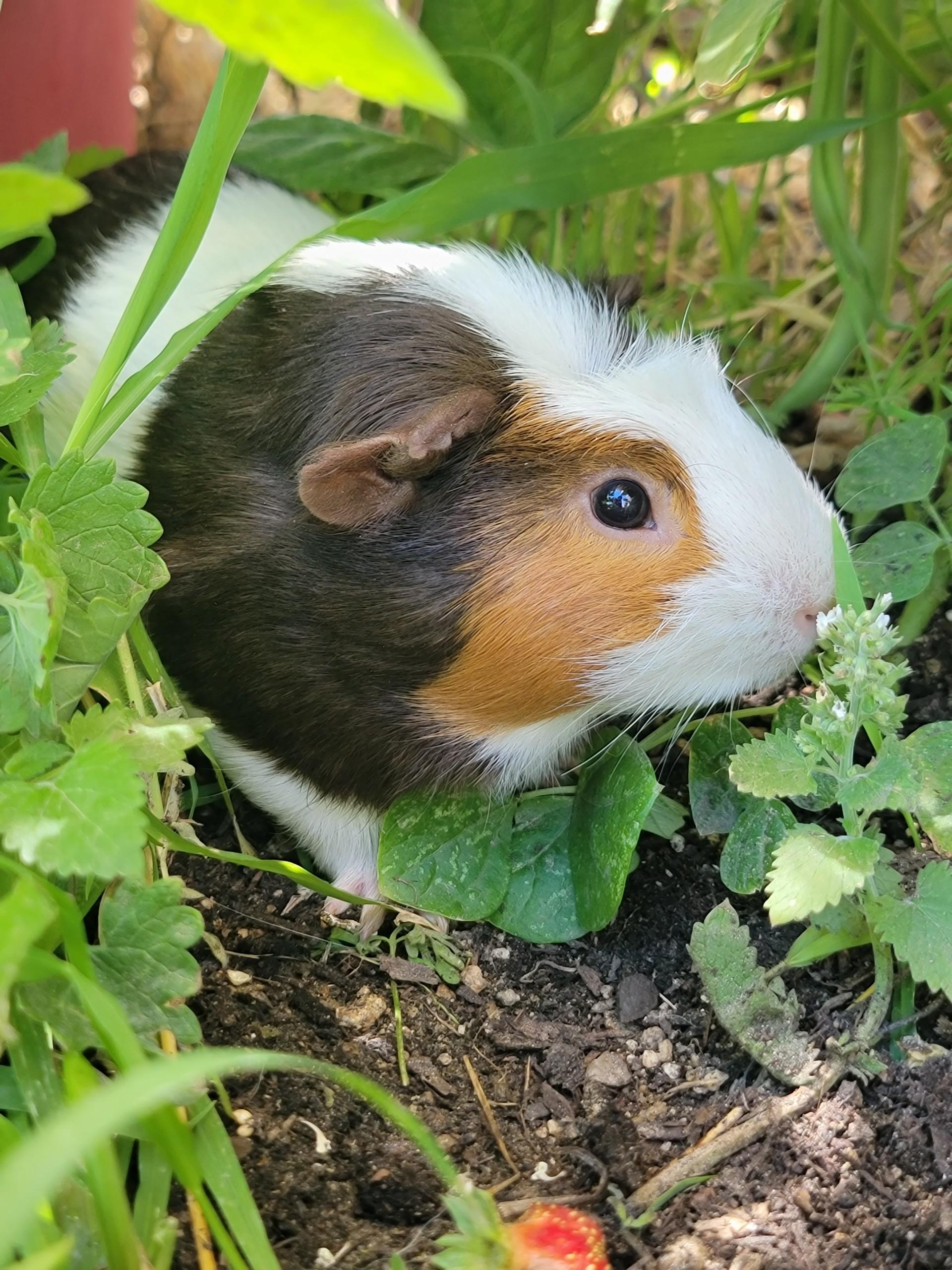 Chunk, a Adoptable Guinea Pig in Washoe Valley, NV image 1/2