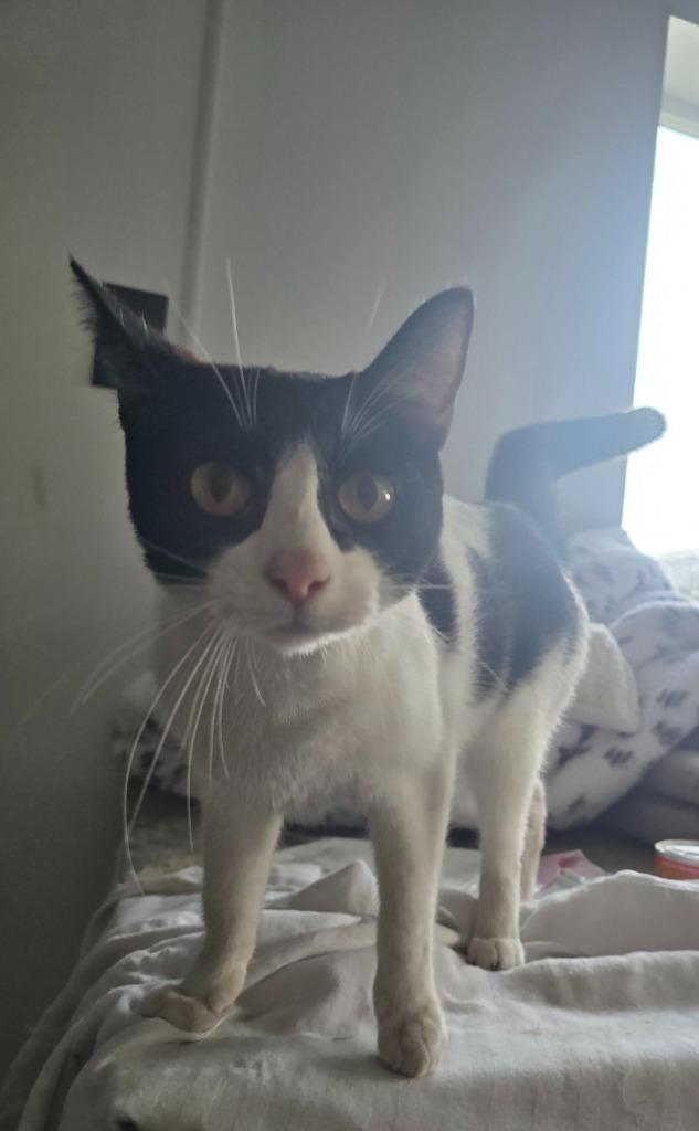 Pumpkin, Adoptable, Young Female Domestic Short Hair.