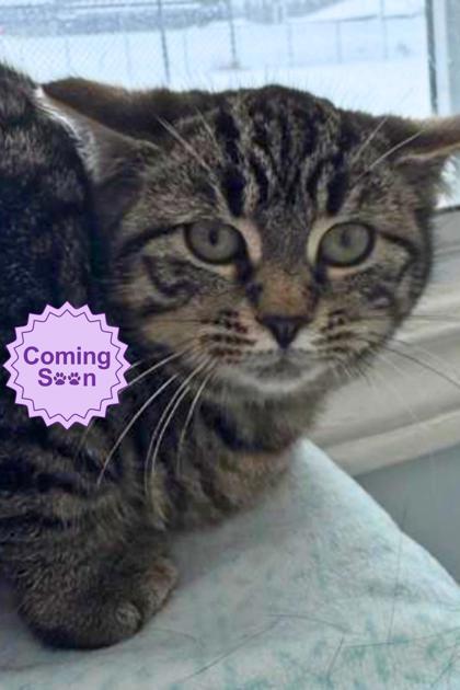 Frida, Adoptable, Young Female Domestic Short Hair & Domestic Short Hair.