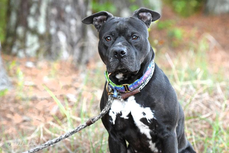 Fulton #22518, ADOPTABLE, Adult Male Pit Bull Terrier.