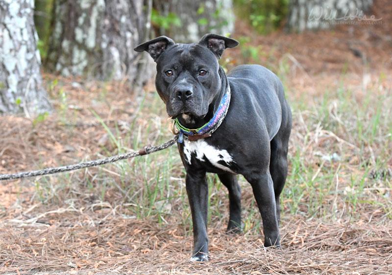 Enlarge Fulton #22518, a ADOPTABLE mixed breed in Monroe, GA image 6/6